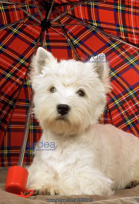 : DOG - West Highland White Terrier - under tartan umbrella : DOG - West Highland White Terrier - under tartan umbrella