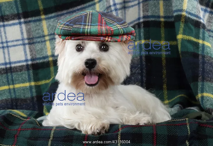 : DOG West Highland White Terrier on tartan wearing : DOG West Highland White Terrier on tartan wearing
