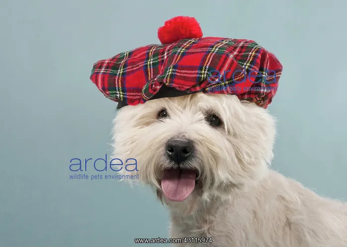 : Dog - West Highland White Terrier / Westie wearing : Dog - West Highland White Terrier / Westie wearing