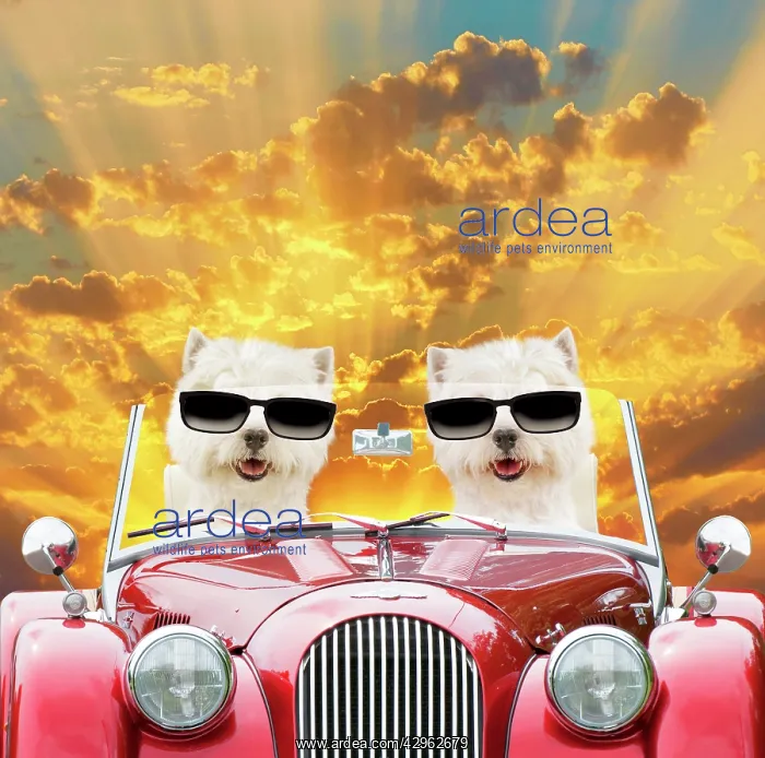 : Dog - West Highland White Terriers driving car at sunset wea : Dog - West Highland White Terriers driving car at sunset wea