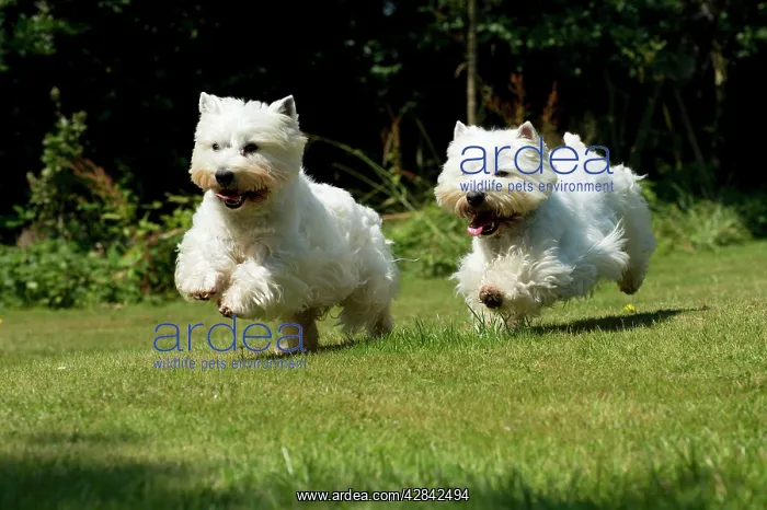 : DOG - West highland white terriers running in garden : DOG - West highland white terriers running in garden