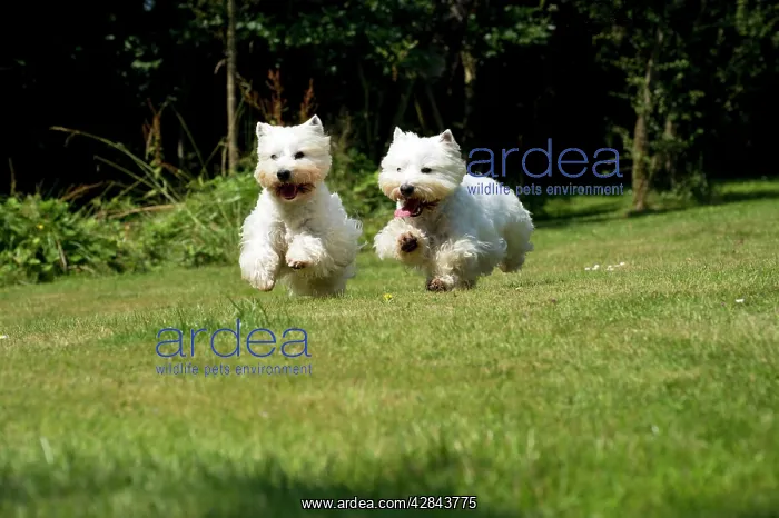 : DOG - West highland white terriers running in garden : DOG - West highland white terriers running in garden