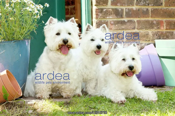 : DOG - West highland white terriers sitting together : DOG - West highland white terriers sitting together