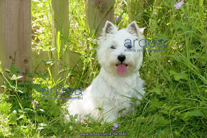 : DOG - West higland white terrier sitting in garden : DOG - West higland white terrier sitting in garden