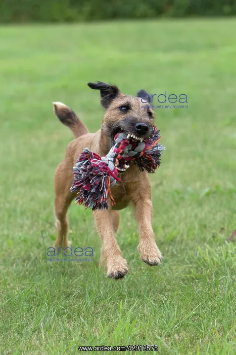 : Dog - Westfalen Terrier - playing in garden : Dog - Westfalen Terrier - playing in garden