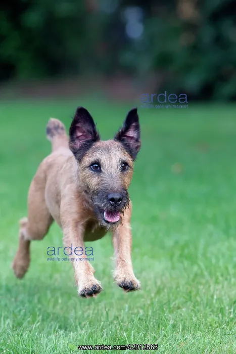 : Dog - Westfalen Terrier - running in garden : Dog - Westfalen Terrier - running in garden
