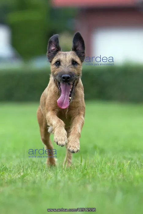 : Dog - Westfalen Terrier - running in garden : Dog - Westfalen Terrier - running in garden