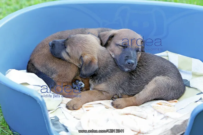  : Dog - Westfalia  /  Westfalen Terrier - 2 puppies