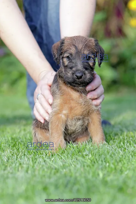 : Dog - Westfalia / Westfalen Terrier - puppy being : Dog - Westfalia / Westfalen Terrier - puppy being