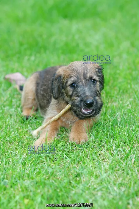 : Dog - Westfalia / Westfalen Terrier - puppy chewing : Dog - Westfalia / Westfalen Terrier - puppy chewing