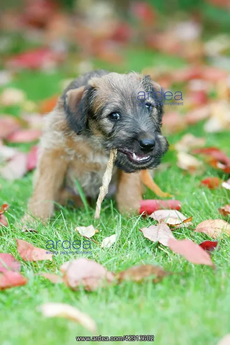: Dog - Westfalia / Westfalen Terrier - puppy chewing : Dog - Westfalia / Westfalen Terrier - puppy chewing