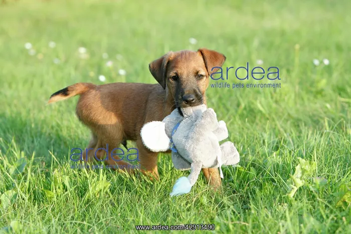 : Dog - Westfalia / Westfalen Terrier - puppy playing : Dog - Westfalia / Westfalen Terrier - puppy playing