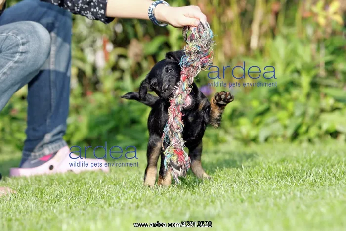 : Dog - Westfalia / Westfalen Terrier - puppy playing : Dog - Westfalia / Westfalen Terrier - puppy playing