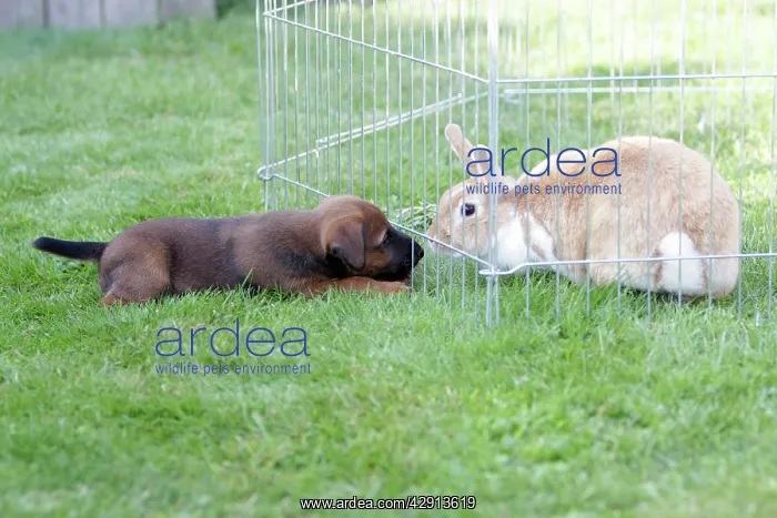 : Dog - Westfalia / Westfalen Terrier - puppy playing : Dog - Westfalia / Westfalen Terrier - puppy playing