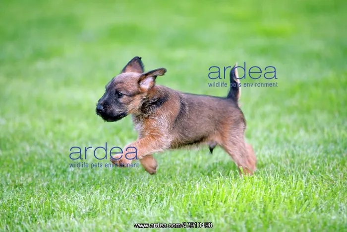 : Dog - Westfalia / Westfalen Terrier - puppy running : Dog - Westfalia / Westfalen Terrier - puppy running