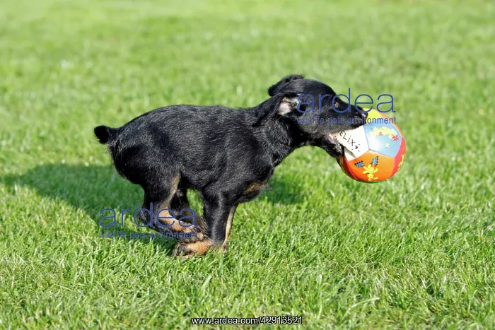 : Dog - Westfalia / Westfalen Terrier - puppy running : Dog - Westfalia / Westfalen Terrier - puppy running