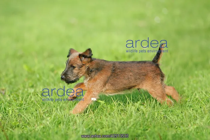 : Dog - Westfalia / Westfalen Terrier - puppy running : Dog - Westfalia / Westfalen Terrier - puppy running