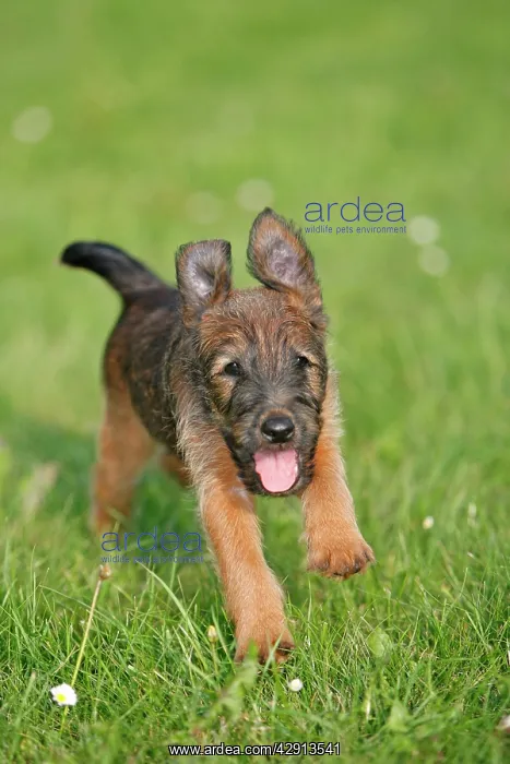 : Dog - Westfalia / Westfalen Terrier - puppy running : Dog - Westfalia / Westfalen Terrier - puppy running