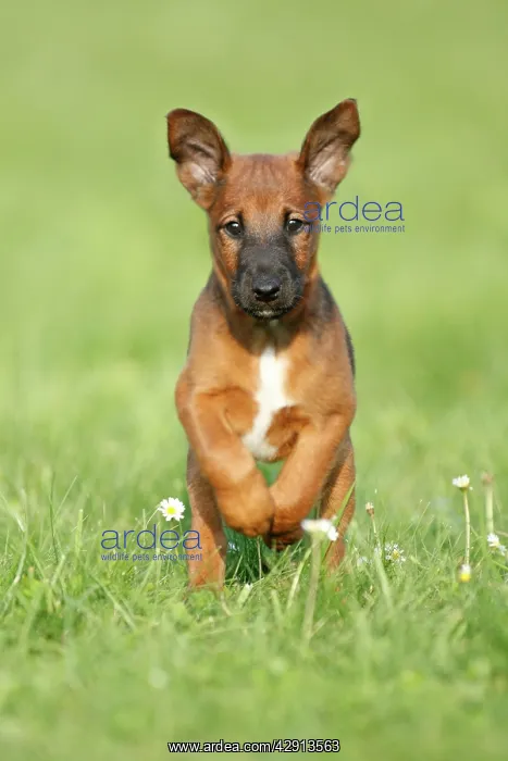 : Dog - Westfalia / Westfalen Terrier - puppy running : Dog - Westfalia / Westfalen Terrier - puppy running