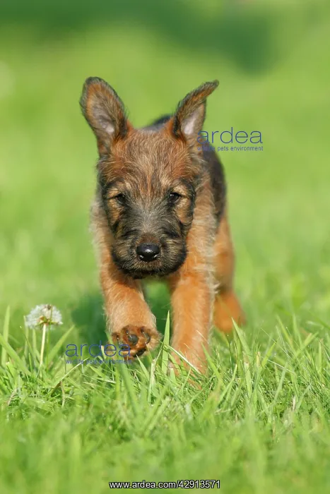 : Dog - Westfalia / Westfalen Terrier - puppy running : Dog - Westfalia / Westfalen Terrier - puppy running