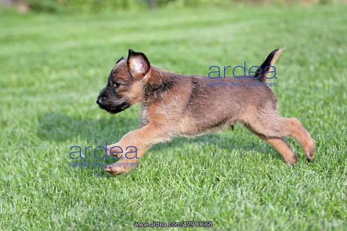 : Dog - Westfalia / Westfalen Terrier - puppy running : Dog - Westfalia / Westfalen Terrier - puppy running