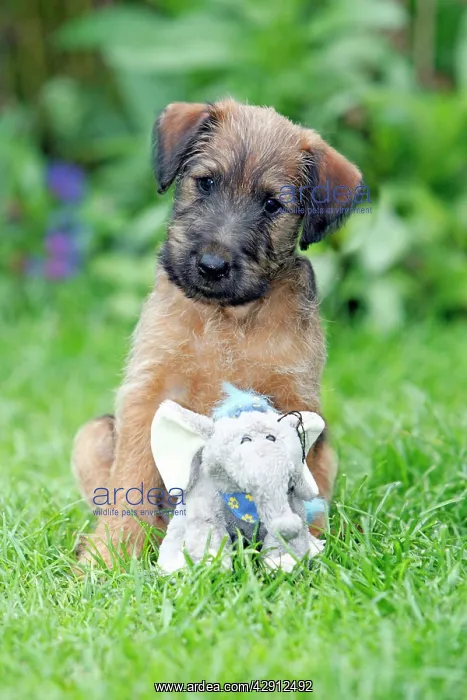 : Dog - Westfalia / Westfalen Terrier - puppy sitting : Dog - Westfalia / Westfalen Terrier - puppy sitting