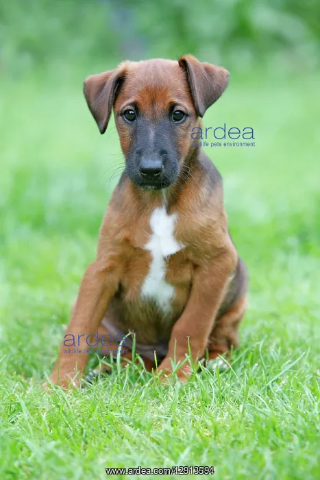 : Dog - Westfalia / Westfalen Terrier - puppy sitting : Dog - Westfalia / Westfalen Terrier - puppy sitting