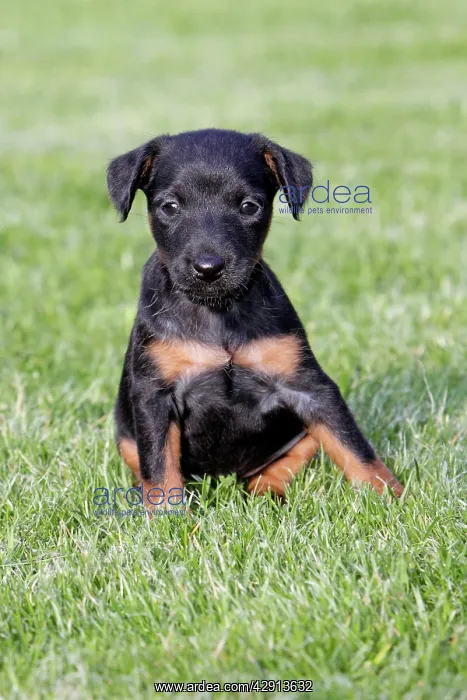 : Dog - Westfalia / Westfalen Terrier - puppy sitting : Dog - Westfalia / Westfalen Terrier - puppy sitting