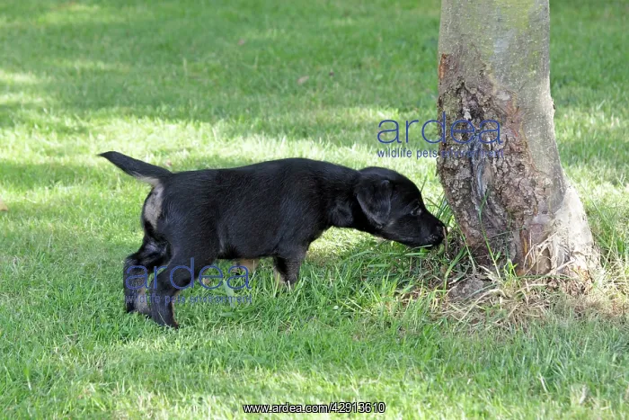: Dog - Westfalia / Westfalen Terrier - puppy sniffing : Dog - Westfalia / Westfalen Terrier - puppy sniffing