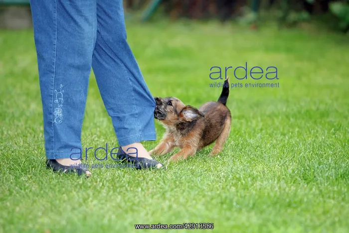 : Dog - Westfalia / Westfalen Terrier - puppy tugging : Dog - Westfalia / Westfalen Terrier - puppy tugging