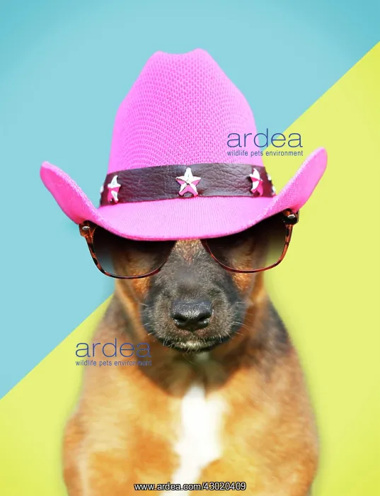 : Dog Westfalia / Westfalen Terrier puppy wearing cowboy hat : Dog Westfalia / Westfalen Terrier puppy wearing cowboy hat
