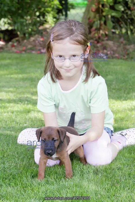 : Dog - Westfalia / Westfalen Terrier - young girl : Dog - Westfalia / Westfalen Terrier - young girl