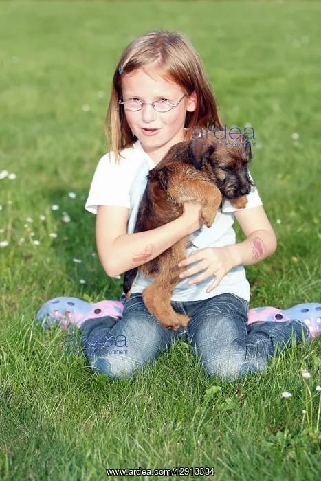 : Dog - Westfalia / Westfalen Terrier - young girl : Dog - Westfalia / Westfalen Terrier - young girl