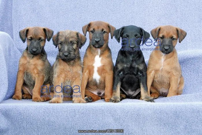 : Dog - Westfalia / Wetfalen Terrier Puppies - 5 : Dog - Westfalia / Wetfalen Terrier Puppies - 5