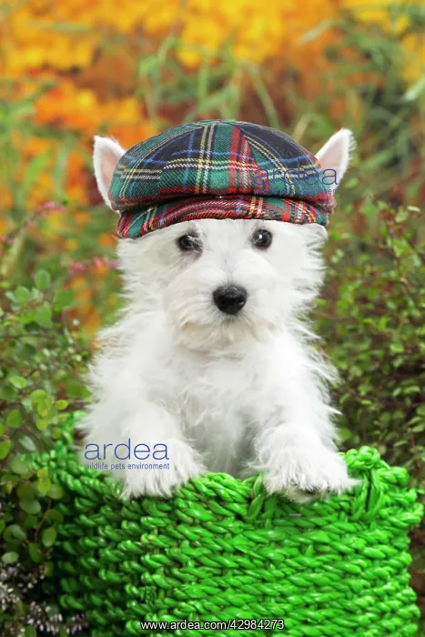 : Dog - Westie / West Highland White Terrier puppy : Dog - Westie / West Highland White Terrier puppy