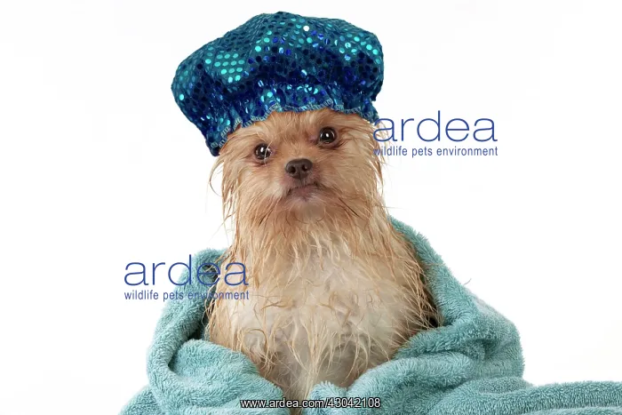 : DOG - Wet chihuahua wrapped in a towel wearing : DOG - Wet chihuahua wrapped in a towel wearing