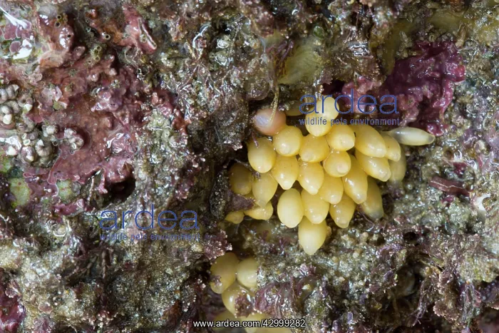 : Dog Whelk / Dogwhelk - Eggs : Dog Whelk / Dogwhelk - Eggs