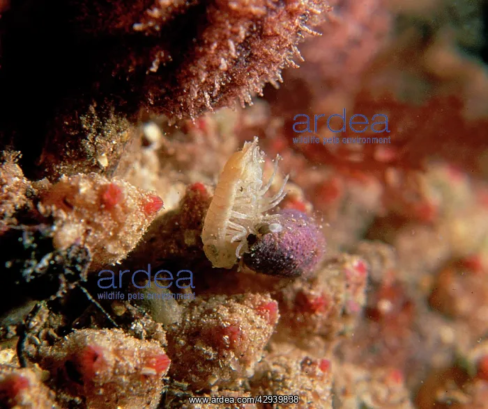 : Dog whelk eating an isopod : Dog whelk eating an isopod