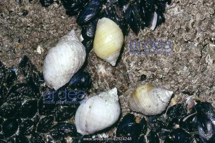 : Dog Whelks - and Mussels : Dog Whelks - and Mussels