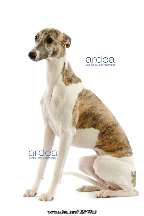  : Dog - Whippet