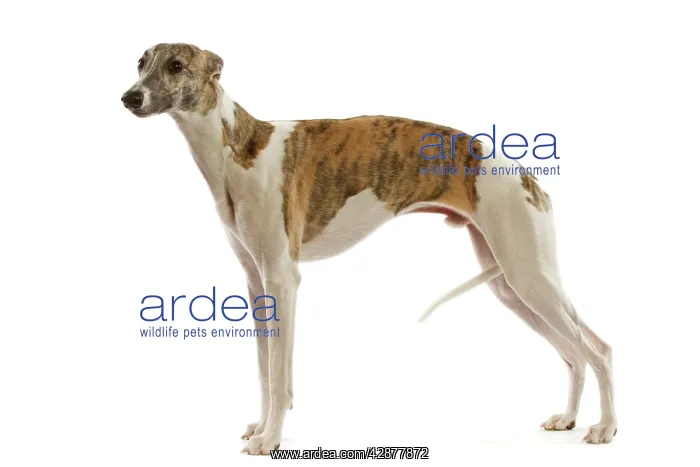  : Dog - Whippet