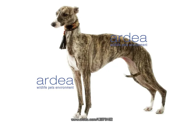  : Dog - Whippet