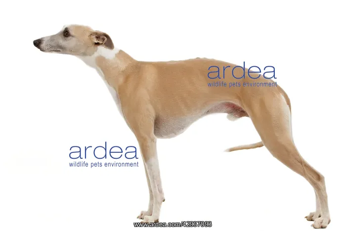  : Dog - Whippet