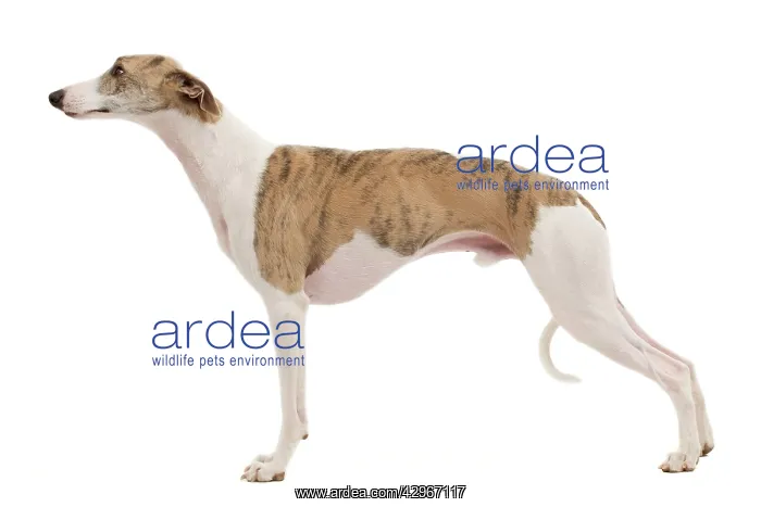  : Dog - Whippet