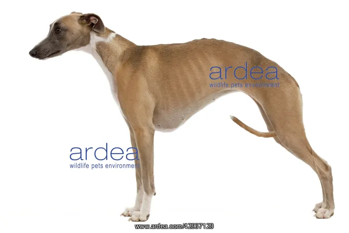  : Dog - Whippet