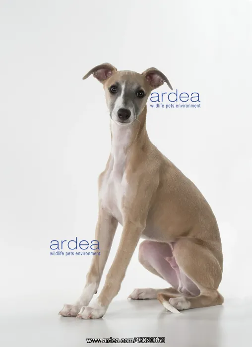 : Dog Whippet : Dog Whippet