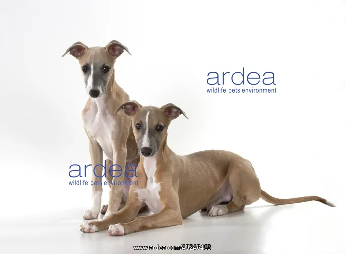 : Dog Whippet : Dog Whippet