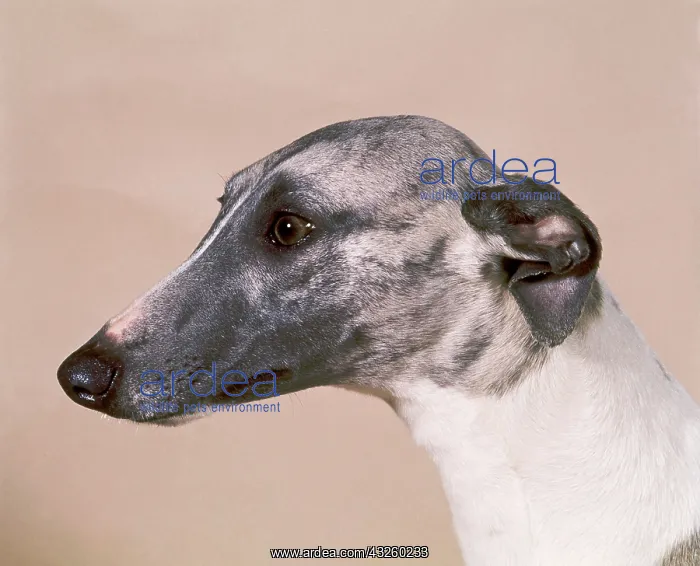  : Dog - Whippet