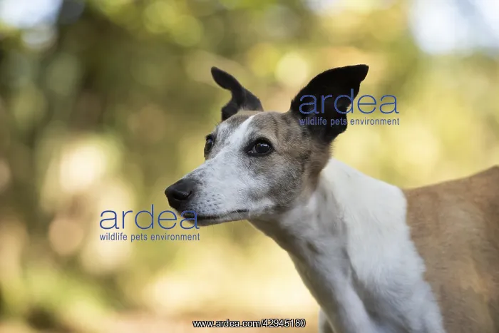 : DOG. Whippet, in autumn setting : DOG. Whippet, in autumn setting