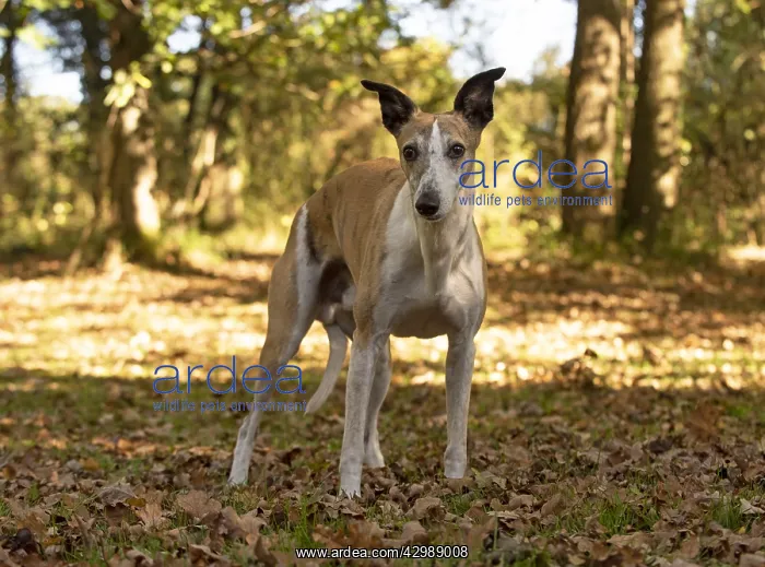 : DOG. Whippet, in autumn setting : DOG. Whippet, in autumn setting